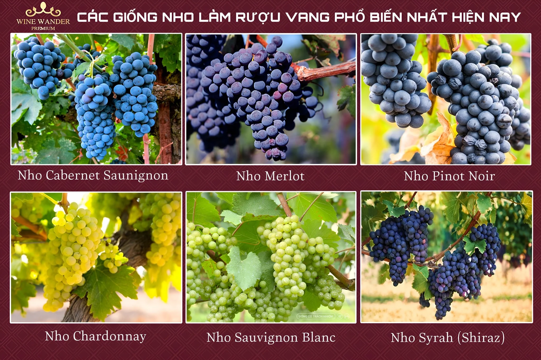 Các loại nho phổ biến làm vang đỏ