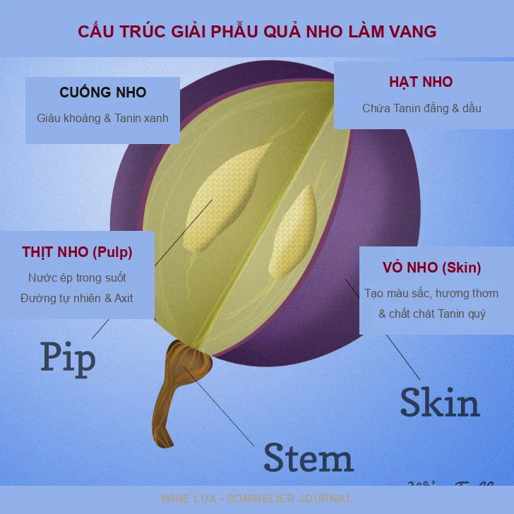 Cấu trúc giải phẫu quả nho Vitis Vinifera