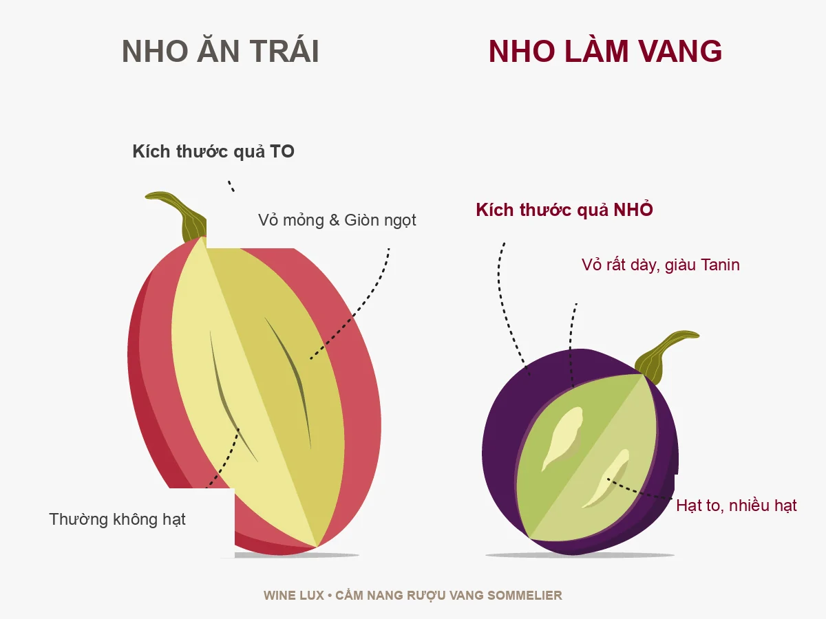 So sánh nho ăn trái và nho làm rượu vang Vitis Vinifera